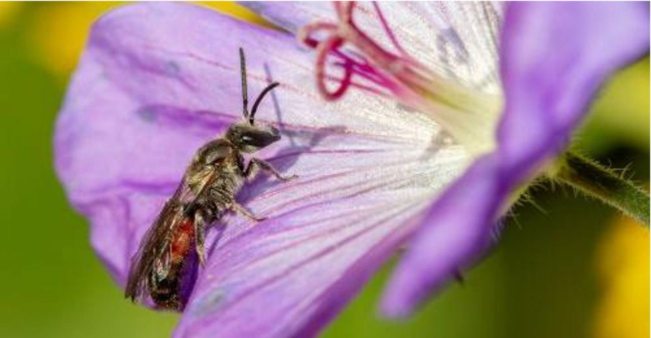Divlja pčela Lasioglossum nigripes na žutom cvetu.